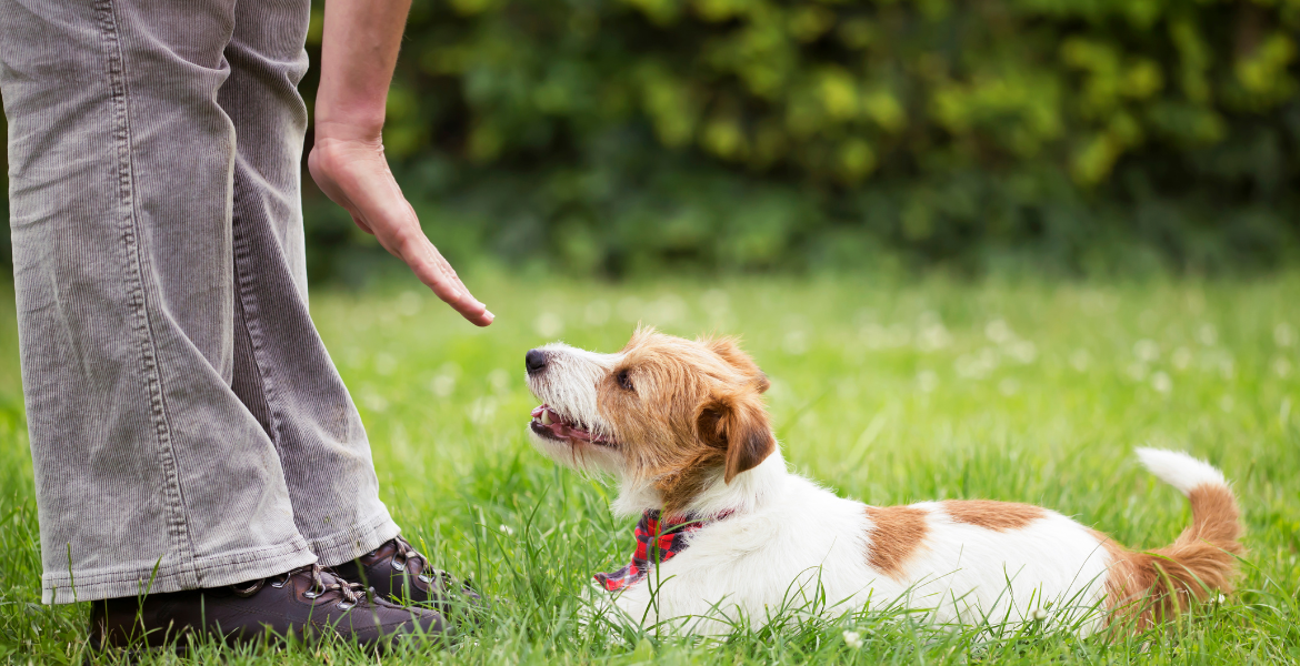 Ev ve Süs Hayvanları Eğitimi (Pet Hayvanları)
