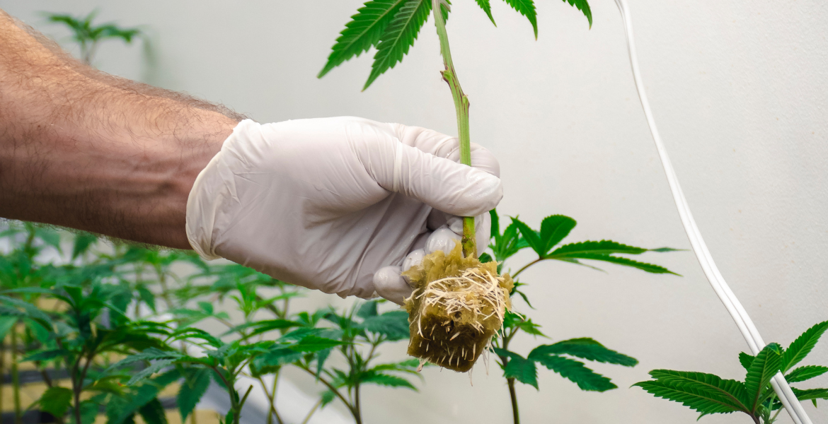 Tıbbî ve Aromatik Bitki Yetiştiriciliği Eğitimi